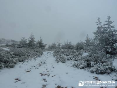 Hayedo de Pedrosa - Parque Natural Sierra Norte de Guadalajara - Hayedo de Tejera Negra